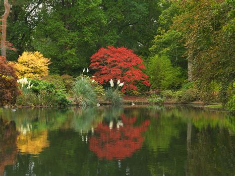 Exbury Garden in Autumn – Nicola Stocken