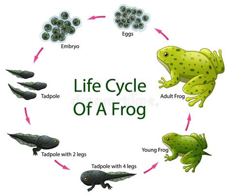 Life Cycle Frog Stock Illustrations – 439 Life Cycle Frog Stock Illustrations, Vectors & Clipart ...