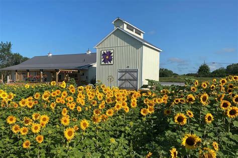 This picture perfect lavender farm near Toronto is up for sale