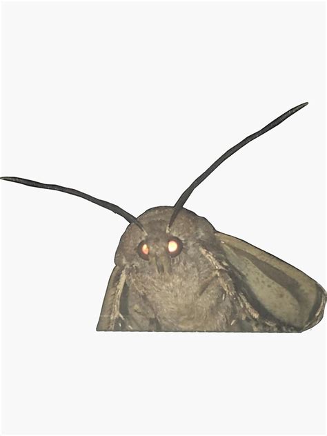 "Lamp moth" Sticker by coolstuffboi | Redbubble