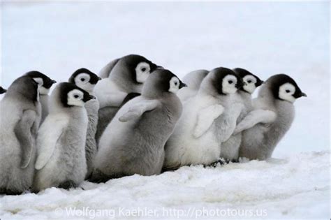 Emperor penguin chicks — Photo Tours