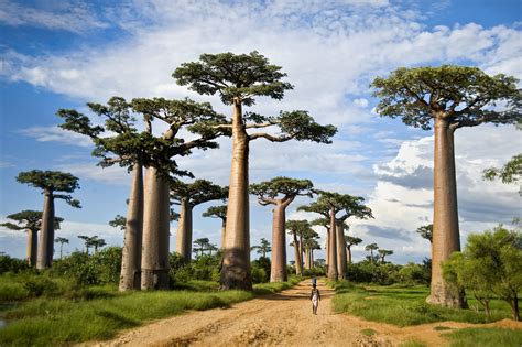 Some of Africa's Biggest Baobab Trees Are Dying Off : Goats and Soda : NPR