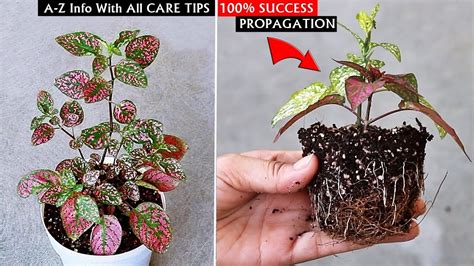 POLKA Dot Plant CARE 101 & PROPAGATION - Best Soil Mix, Fertilizer ...