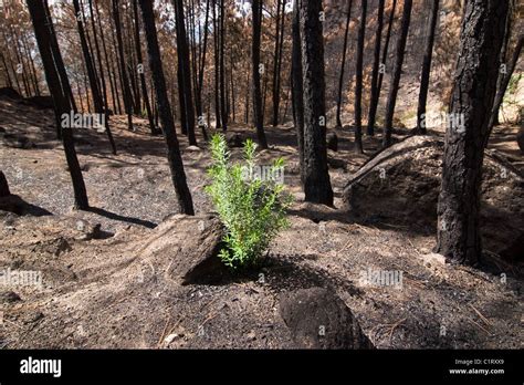 New life after a forest fire Stock Photo: 35561409 - Alamy