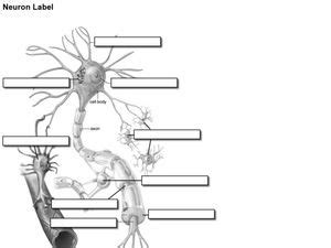 Neuron Label Worksheet for 8th - 11th Grade | Lesson Planet