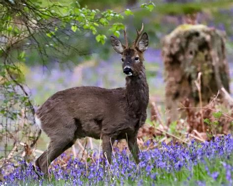 Roe Deer - The British Deer Society