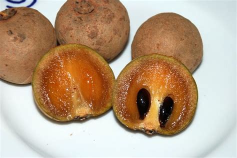 Sapodilla - World Crops Database