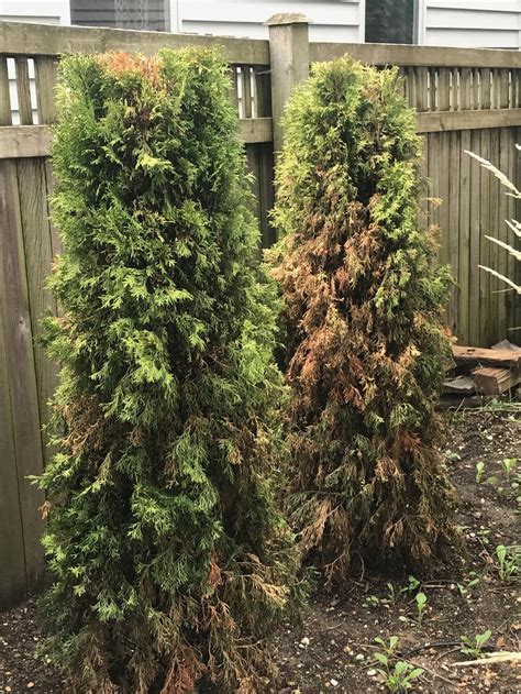 Emerald Green Arborvitae Dying in the Ask a Question forum - Garden.org