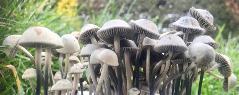 Panaeolus Cyanescens: The Psychedelic Blue Meanies Mushroom