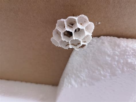 White wasp nest : RealLifeShinies