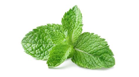 Mint Leaves Benefits For Basic Bodily Functions - HealthKart