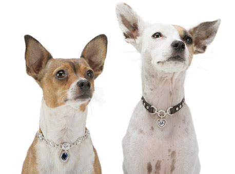 If It's Hip, It's Here (Archives): World's Most Expensive Dog Collars ...