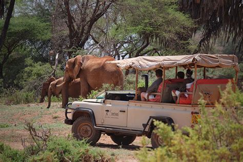 10 Best Kenya Safari Tours: Our Top Picks (With Stunning Photos)