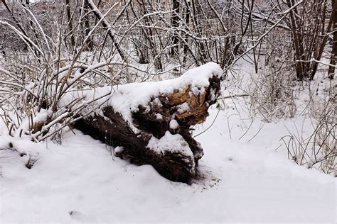 Free Images : tree, nature, branch, snow, cold, dark, twilight, weather, season, grey, blizzard ...