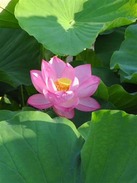 Lotus (2023.07.21) #2 by dev-moon on DeviantArt