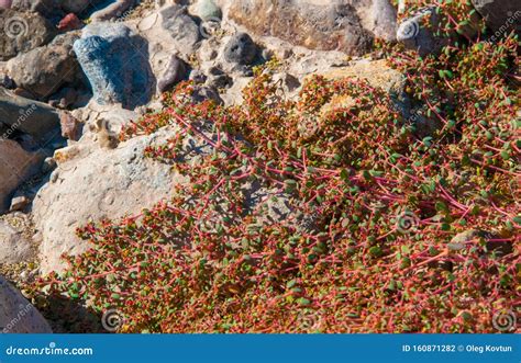 Stone Desert, Flowering Plants Xerophytes, Desert Landscape of a Dried ...