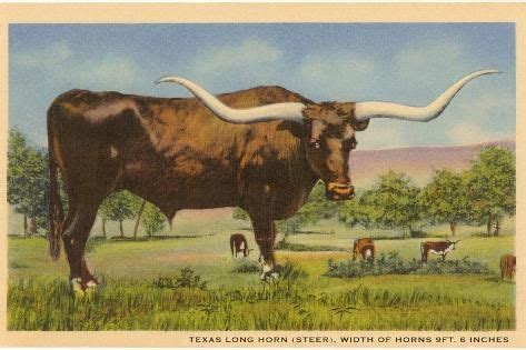 Art Print: Texas Longhorn Steer : 18x12in