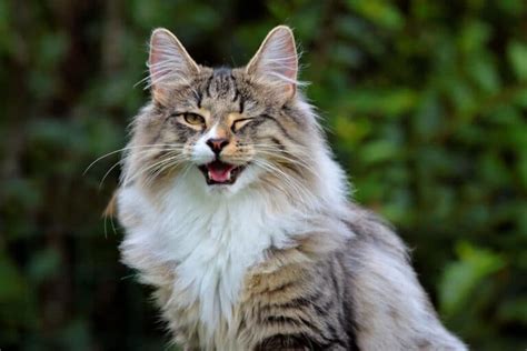 Norwegian Forest Cat vs Maine Coon: what you Need to Know I Discerning Cat