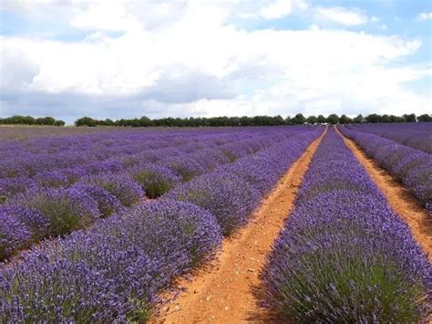 Norfolk Lavender - A Complete Visitor’s Guide | Written by a Local