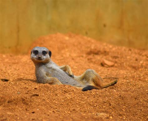 Meerkat Rides Tortoise While on the Lookout in Hilarious Viral Video - Newsweek