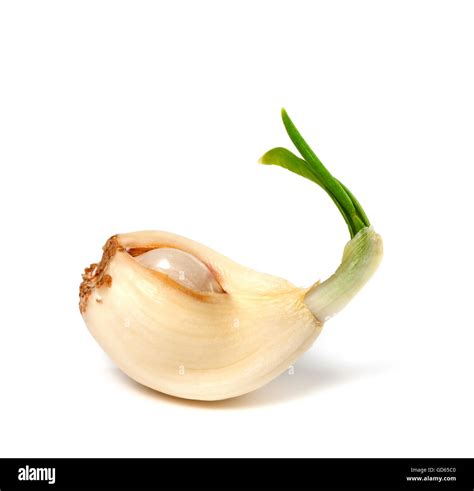 Sprouting clove of garlic. Isolated on white background Stock Photo - Alamy