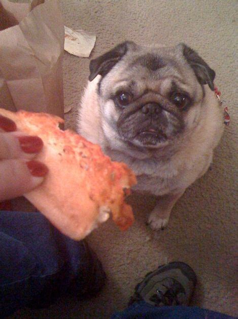 Dogs Eating Pizza (20 pics)