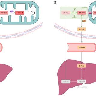 Glucose metabolism. (A) Physiological conditions. Glycolysis is the ...