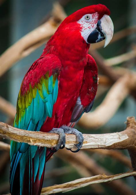 Scarlet Macaw (Ara macao) South America | Vögel als haustiere, Papagei, Bunte vögel