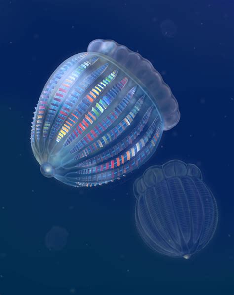 Cambrian Comb Jellies Had More Complex Neuroanatomy than Living Species | Paleontology | Sci ...