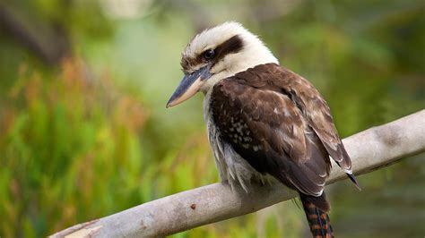 Laughing Kookaburra | San Diego Zoo Animals & Plants