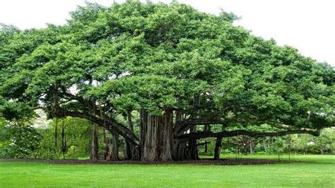 Will be planting 6 of these | Trees to plant, Banyan tree, Famous trees