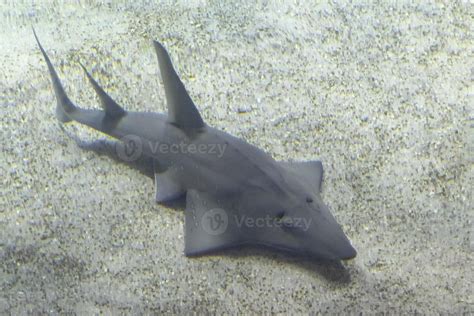 Shovelnose shark underwater on sand bottom 20235167 Stock Photo at Vecteezy