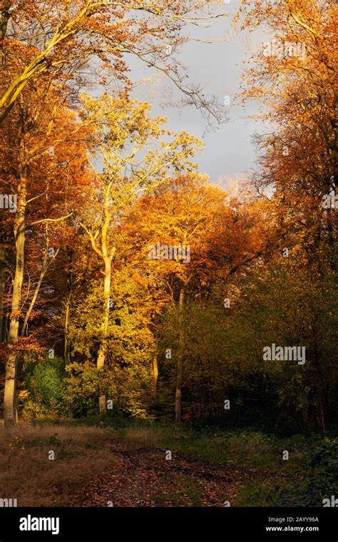 Autumn forest colours Stock Photo - Alamy