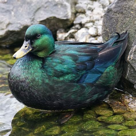 Green mallard duck | Duck photo, Duck breeds, Mallard