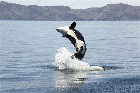 Killer whale breaching - Stock Image - C019/4459 - Science Photo Library