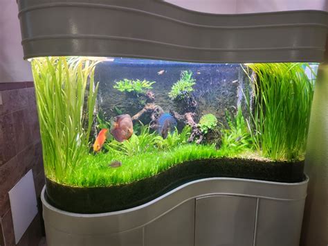 Discus Community | Show Us Your Tanks