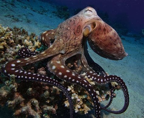 The common octopus can construct "gardens" or fortresses around its lair by collecting ...