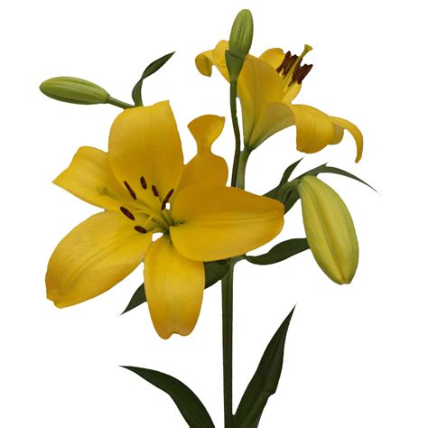 Yellow Asiatic Lilies - Aisha Flowers