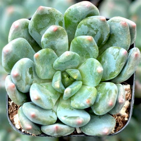 Blue Succulents | Mountain Crest Gardens®