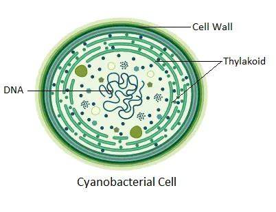 Photosynthetic Bacteria - Examples, Definition, Vs Chemosynthetic ...