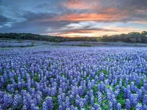 12 Great Places to See Bluebonnets in Texas - That Texas Couple