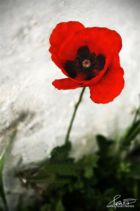 Flower photography Red poppy print | Etsy | Flowers photography, Poppy wall art, Red poppies