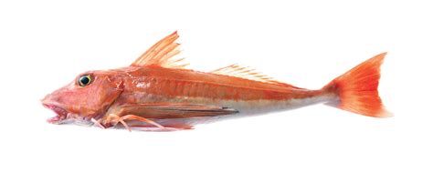 Red Gurnard | Fish Species of New Zealand