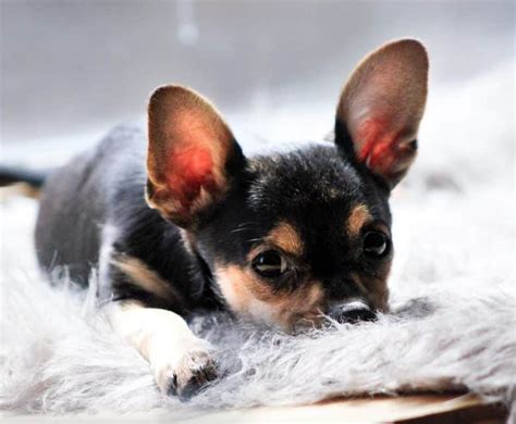 Deer Head Chihuahua Floppy Ears - Bleumoonproductions