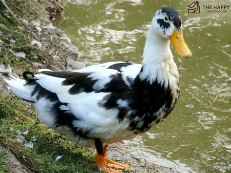 Ancona duck breed everything you need to know – Artofit