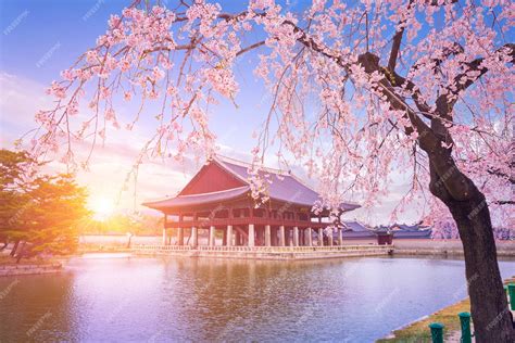 Premium Photo | Gyeongbokgung palace with cherry blossom tree in spring time in seoul city of korea
