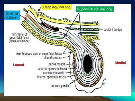 PPT - By Prof. Saeed Abuel Makarem PowerPoint Presentation, free ...