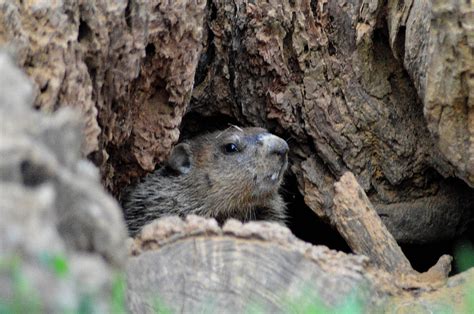 Young Groundhog In Its Burrow Photograph by Belinda Stucki