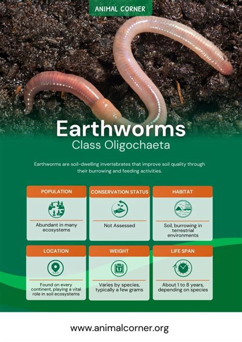 Earthworms - Facts, Diet & Habitat Information