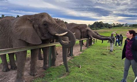 Knysna Elephant Park: More than a Tourist Destination